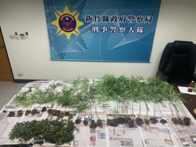 自學自種大麻成功   竹警及時破獲室種植場   成熟大麻幸未流入市面