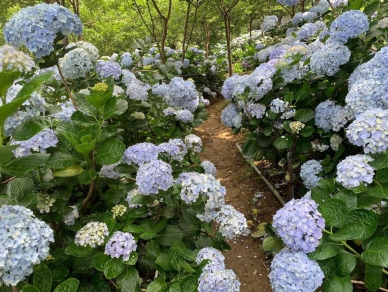 桃園復興區繡球花農遊季來臨 造訪花海美景順道採購農特產品