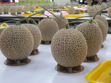 彰化縣第一屆「洋香瓜評鑑」,永靖農會登場。(照片記者周為政攝)