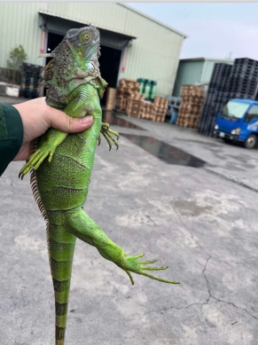 林業及自然保育署台中分署辦理綠鬣蜥移除教育訓練