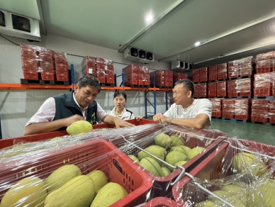 臺南文旦採收進行中！黃偉哲市長呼籲民眾踴躍訂購