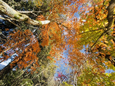 大雪山迎接聖誕「楓」潮　漫山紅葉點亮冬日山林！