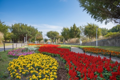 2026新年走春好去處！台中道路、公園繽紛蒔花妝點城市景觀