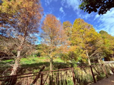 巨大溫差催紅落羽松   新竹縣推薦五大秘境   大家來體驗冬日浪漫！