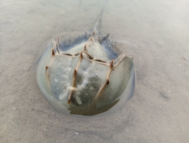 香山濕地三棘鱟調查出爐    幼鱟族群連年穩定成長