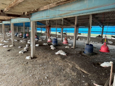 雲林四湖H5N1禽流感爆發　防疫即刻撲殺千餘隻肉鵝