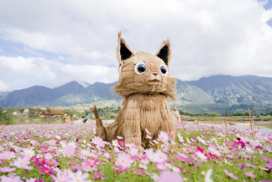 農業部農村水保署推春節農遊專區　串聯全臺農村體驗與花海活動