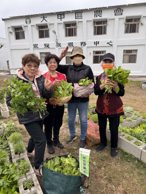 大甲區農會日南綠色照顧站一米菜園春節大豐收　學員歡喜採摘健康加菜