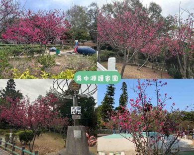 中市大甲鐵砧山櫻花盛開發起種植的前議員吳敏濟父子邀請大家前往觀賞
