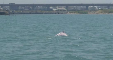 大甲匠師的故鄉永續環境媽祖魚現蹤