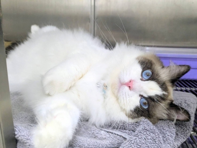 比混種貓嬌貴   新竹縣動保所8隻布偶貓要找新家