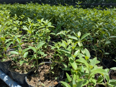 植樹月限定!3月14日開放線上預約領苗　一起把綠意帶回家