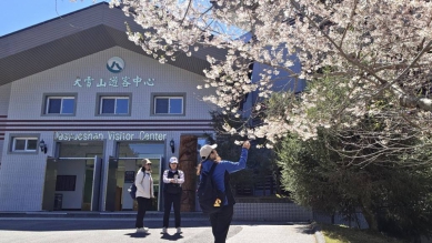 大雪山霧社櫻綻放 雪白櫻花與紅粉山櫻共譜春日浪漫