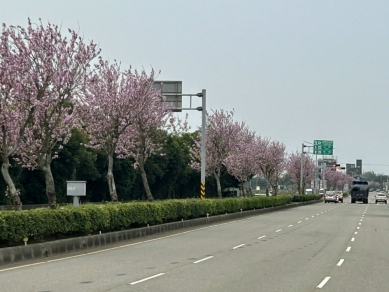 外埔區三環路羊蹄甲花盛　數公里粉紅色的花朵真是美