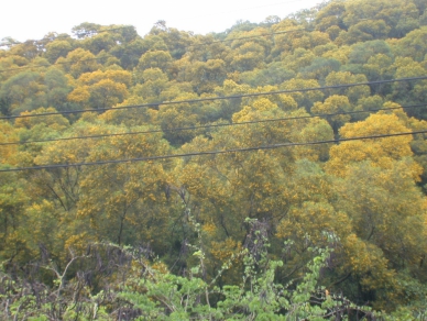 鐵砧山「相思花」盛開　金黃色的夏裝別有一番閒情逸緻