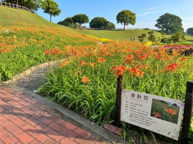 橘色浪潮來襲！后里環保公園金針花海綻放展現最美的初夏風景