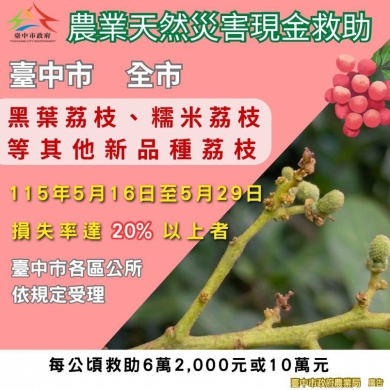 中市荔枝災損5月29日前可申請現金救助