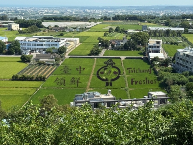 外埔彩繪稻田「台中領鮮」　結穗後色彩分明是自然有看頭美點