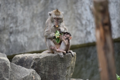 動物也吃粽子！新竹動物園百態橫生   樂趣一致