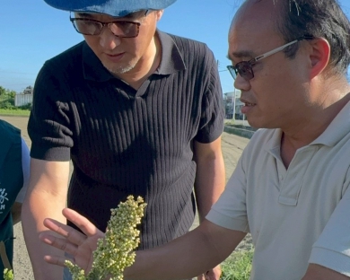 高粱穗上發芽仙草泡水枯死　雲林農民盼中央加速救助