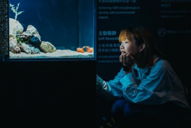 台中海洋館暑期特展「海洋幻術師」登場揭開海洋生物偽裝生存術