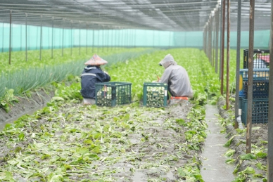 暴雨狂炸雲林菜田！葉菜泡水恐腐爛　張麗善籲農民速拍照申請救助