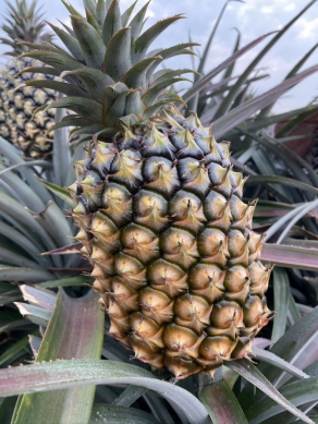 鳳梨香甜多汁品嚐盛夏滋味