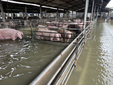 0626大豪雨侵襲-臺南市畜牧類全品項自6月28日至7月10日受理現金救助申請