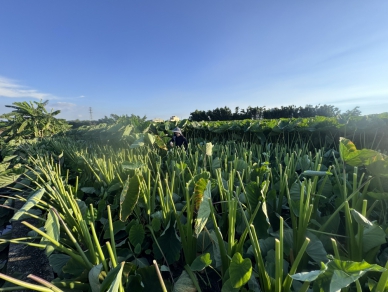 受強勁巴威颱風威脅　甲安埔未雨綢繆大砍芋頭葉