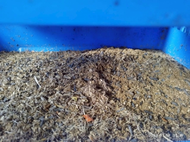 廚餘變黃金！雲嘉苗五鄉鎮攜手推黑水虻循環經濟創新局