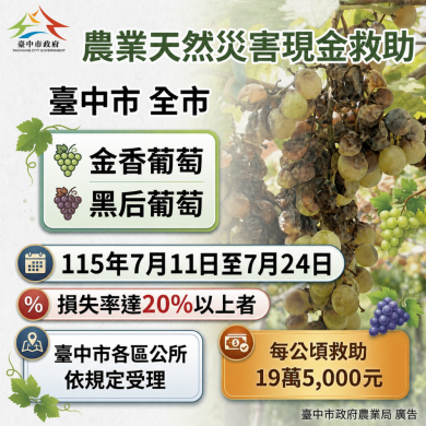 中市金香葡萄及黑后葡萄災損  7月24日前可申請現金救助