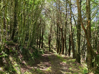 打造安全友善旅遊環境　參山處啟動梨山天池步道改善計畫