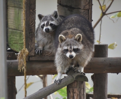 老動物園跟上新時代腳步   新竹市立動物園通過環境教育設施場所認證