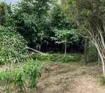 中市沙鹿區一處竹林發現一具白骨經查無他殺