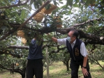 台中市后里高接梨及葡萄正值採收期  遇上杜蘇芮颱風過境台灣  區長賴同一於颱風暴風圈離台後展開巡視工作