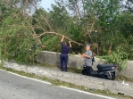 小犬成狂犬！路樹傾倒阻交通  警所長鋸樹及時排除恢復通車