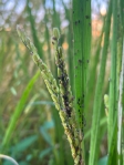 中部稻田遭飛蝨蟲危害。（照片農改場提供）