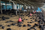 雲林禽流感持續威脅　防疫所呼籲禽農提高警惕