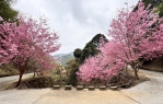 石壁美人谷瞬間成粉紅仙境　滿山滿谷櫻花湧入40萬賞櫻民眾