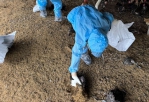 雲林東勢鄉爆發H5N1禽流感　縣府撲殺銷毀5,375隻並消毒場區