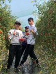 台中大里農會推廣食農教育  你農我農作業組採番茄收穫滿滿