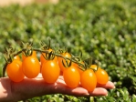 金光閃閃  多汁馨甜  番茄品種台農2號(糖馨)發表
