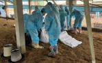褒忠1土雞場發生H5N1禽流感　撲殺銷毀7,824隻黑羽土雞