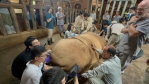 台灣之最！國際「巨型草食獸麻醉工作坊」 驚呼聲中落幕