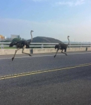 台中烏日區出現鴕鳥遊盪道路