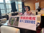 行道樹移植進度趕不上竄根速度  國民黨台中市議員朱暖英:人和樹都很重要 人樹要互利共生