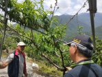 中市梨山地區水蜜桃災損   5月27日前可申請現金救助