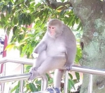 遵守三不原則   看到臺灣獼猴不用怕！