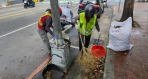 落葉資訊智慧化管理  中市環保局推「行道樹落葉資訊地圖」守護行車安全