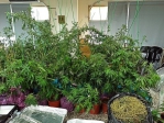 栽了!嫌犯自學自產自銷種大麻   霧警一舉查獲